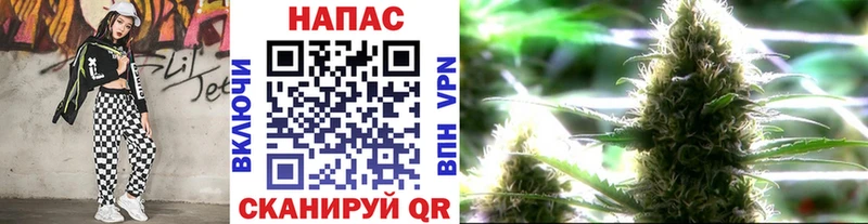 Конопля сатива  Петухово 